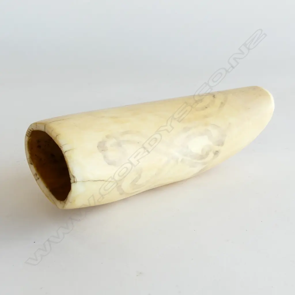 A polished old whales tooth (Tabua), Image 1++